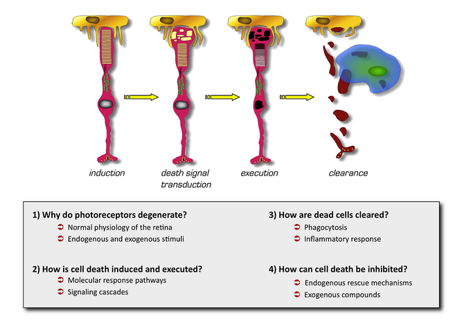 Photoreceptor Scheme