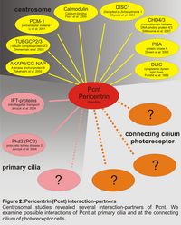 Figure 2: Pericentrin (Pcnt) interaction-partners