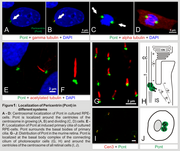 Figure 1: Localization of Pericentrin (Pcnt) in different systems