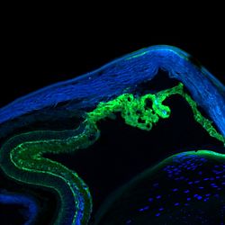 PAX6-expressing ciliary margin in adult mouse