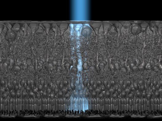 Image inverted structure of the vertebrate retina