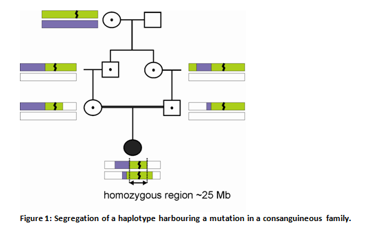 Figure 1 by Karin Littink