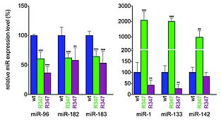 Picture Palfi Figure 4