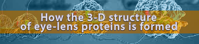 How the 3-D structure of eye-lens proteins is formed