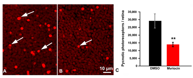 Figure 2 by Enrica Strettoi