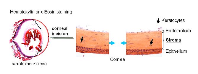 Image Mouse corneal wound healing model